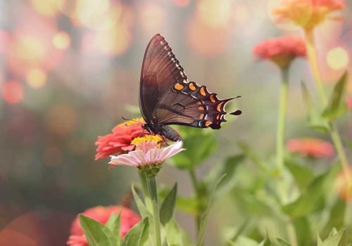 Nurturing the Bond Between Humans and Nature